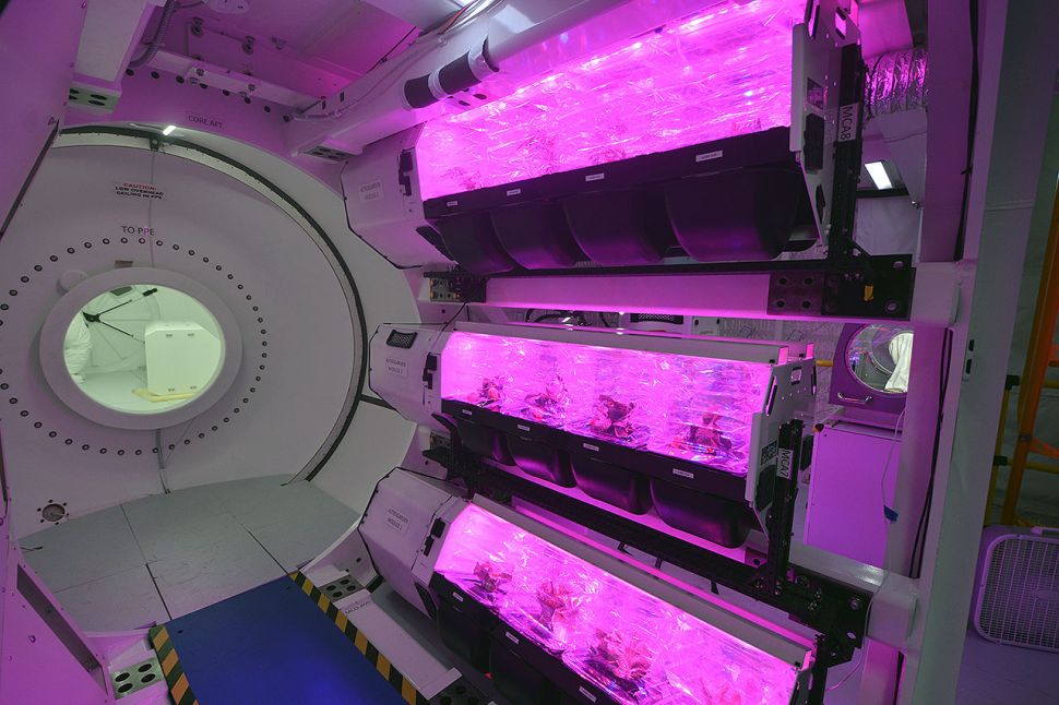 rows of plant chambers in space station module
