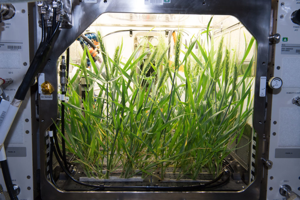 wheat growing in enclosed chamber